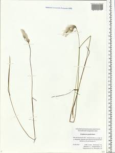 Eriophorum gracile Koch, Eastern Europe, Central forest region (E5) (Russia)