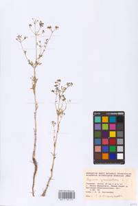 Apium graveolens L., Eastern Europe, West Ukrainian region (E13) (Ukraine)