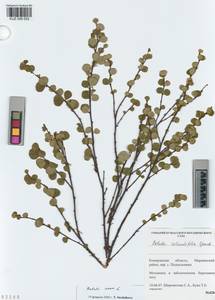 KUZ 006 052, Betula nana L., Siberia, Altai & Sayany Mountains (S2) (Russia)