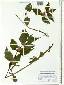 Lamium album subsp. barbatum (Siebold & Zucc.) Mennema, Siberia, Russian Far East (S6) (Russia)