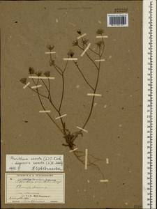 Crepis sancta subsp. sancta, Crimea (KRYM) (Russia)
