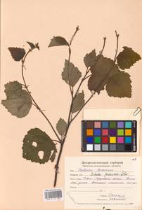 Betula tianschanica Rupr., Eastern Europe, Eastern region (E10) (Russia)