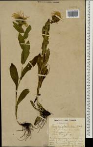 Pentanema orientale (Lam.) D. Gut. Larr., Santos-Vicente, Anderb., E. Rico & M. M. Mart. Ort., Caucasus, Azerbaijan (K6) (Azerbaijan)