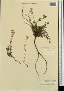 Helianthemum orientale (Grosser) Juz. & Pozdeeva, Crimea (KRYM) (Russia)