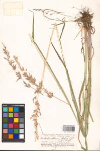 Arrhenatherum elatius (L.) P.Beauv. ex J.Presl & C.Presl., Eastern Europe, Moscow region (E4a) (Russia)