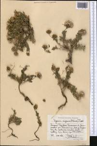 Ugamia angrenica (Krasch.) Pavlov, Middle Asia, Western Tian Shan & Karatau (M3) (Uzbekistan)