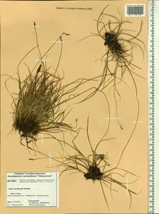 Carex lachenalii subsp. lachenalii, Siberia, Central Siberia (S3) (Russia)