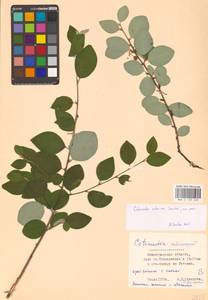 Cotoneaster integerrimus Medik., Eastern Europe, North-Western region (E2) (Russia)