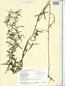 Achillea ptarmica subsp. ptarmica, Eastern Europe, Central region (E4) (Russia)