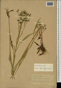 Crepis tectorum L., Eastern Europe, Moscow region (E4a) (Russia)