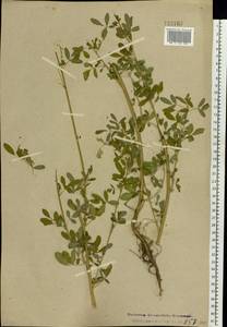 Melilotus officinalis (L.) Lam., Eastern Europe, Central forest region (E5) (Russia)