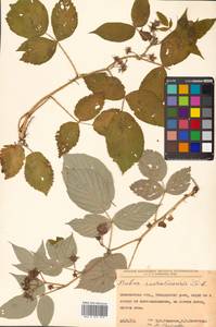 Rubus idaeus subsp. melanolasius Focke, Siberia, Russian Far East (S6) (Russia)