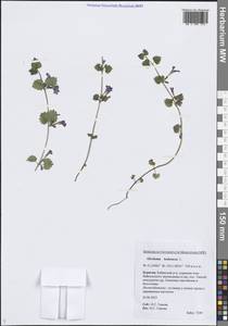 Glechoma hederacea L., Siberia, Baikal & Transbaikal region (S4) (Russia)