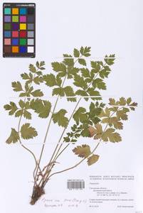 Pimpinella, Eastern Europe, Western region (E3) (Russia)