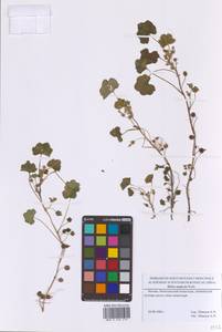 Malva neglecta Wallr., Eastern Europe, Moscow region (E4a) (Russia)