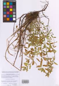 Hypericum hirsutum L., Eastern Europe, Moscow region (E4a) (Russia)