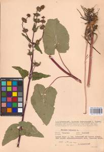 MHA 0 154 211, Phlomoides tuberosa (L.) Moench, Eastern Europe, Central region (E4) (Russia)