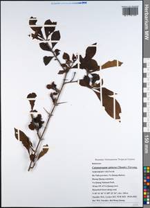 Catunaregam spinosa (Thunb.) Tirveng., South Asia, South Asia (Asia outside ex-Soviet states and Mongolia) (ASIA) (Vietnam)