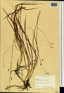 Anthericum ramosum L., Crimea (KRYM) (Russia)