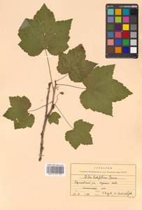 Ribes latifolium Jancz., Siberia, Russian Far East (S6) (Russia)