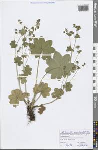 Alchemilla argutiserrata H. Lindb. ex Juz., Eastern Europe, Volga-Kama region (E7) (Russia)