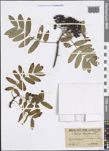 Sorbus aucuparia L., Eastern Europe, North-Western region (E2) (Russia)