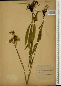 Pilosella echioides subsp. echioides, Caucasus, Stavropol Krai, Karachay-Cherkessia & Kabardino-Balkaria (K1b) (Russia)