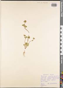 Lamium amplexicaule L., Eastern Europe, Central region (E4) (Russia)