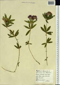 Trifolium lupinaster L., Siberia, Western Siberia (S1) (Russia)