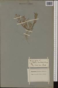 Erucastrum supinum (L.) Al-Shehbaz & S.I. Warwick, Western Europe (EUR) (Switzerland)