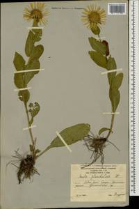 Pentanema orientale (Lam.) D. Gut. Larr., Santos-Vicente, Anderb., E. Rico & M. M. Mart. Ort., Caucasus, South Ossetia (K4b) (South Ossetia)