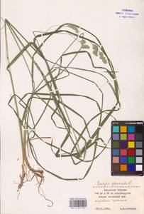 Dactylis glomerata L., Eastern Europe, Central region (E4) (Russia)