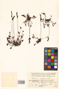 Drosera × anglica Huds., Eastern Europe, Northern region (E1) (Russia)