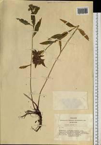 Phedimus aizoon (L.) 't Hart, Siberia, Altai & Sayany Mountains (S2) (Russia)