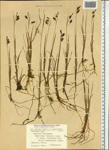 Carex magellanica subsp. irrigua (Wahlenb.) Hiitonen, Siberia, Altai & Sayany Mountains (S2) (Russia)