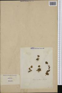 Jasione montana L., Western Europe (EUR) (Italy)