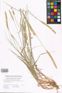 Agropyron fragile (Roth) P.Candargy, Eastern Europe, Lower Volga region (E9) (Russia)