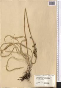 Eremurus altaicus (Pall.) Steven, Middle Asia, Muyunkumy, Balkhash & Betpak-Dala (M9) (Kazakhstan)