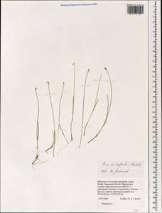 Carex microglochin Wahlenb., Mongolia (MONG) (Mongolia)
