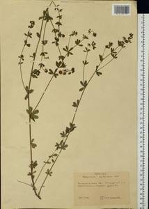Dorycnium pentaphyllum subsp. herbaceum (Vill.)Rouy, Eastern Europe, West Ukrainian region (E13) (Ukraine)