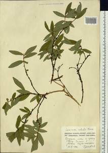 Lonicera caerulea subsp. caerulea, Siberia, Russian Far East (S6) (Russia)