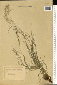 Bromus sterilis L., Eastern Europe, Rostov Oblast (E12a) (Russia)