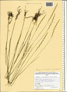 Thinopyrum intermedium subsp. intermedium, Crimea (KRYM) (Russia)