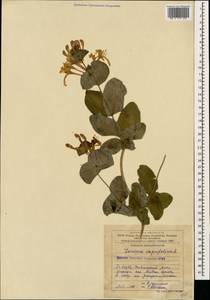 Lonicera caprifolium L., Caucasus, Azerbaijan (K6) (Azerbaijan)