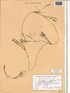 Ranunculus kauffmanii P. Clerc, Eastern Europe, Belarus (E3a) (Belarus)