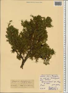 Juniperus communis var. communis, Caucasus, North Ossetia, Ingushetia & Chechnya (K1c) (Russia)