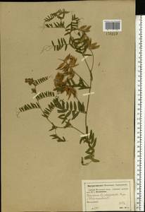 Vicia cracca L., Eastern Europe, Moscow region (E4a) (Russia)