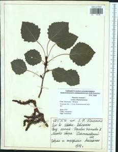 Populus tremula L., Eastern Europe, Central region (E4) (Russia)