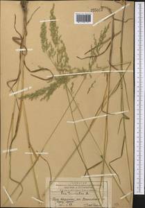 Poa trivialis L., Middle Asia, Western Tian Shan & Karatau (M3) (Kazakhstan)