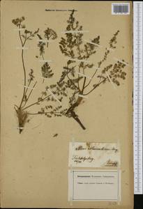 Meum athamanticum Jacq., Western Europe (EUR) (Germany)
